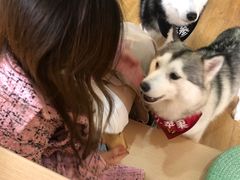 -Husky Go! 哈士奇体验馆·宠物咖啡厅狗咖