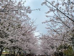 -高东镇樱花园
