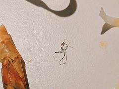 -Thai Basil罗勒叶泰式餐厅(时代天街店)