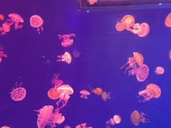 -上海海昌海洋公园