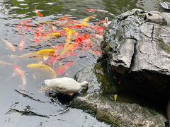 -顺德渔村·岭南一号