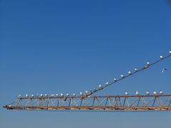 -仙人岛