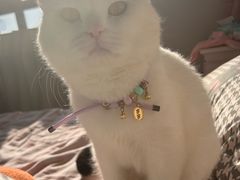 -派特宠物医院(圆融广场店)