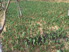 -瑶湖郊野森林公园