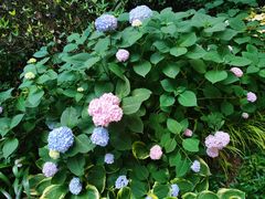 -静安公园(静安寺街道)