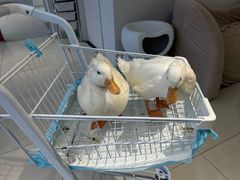 -怪兽屋·羊驼·猫咖·狗咖(俊华广场店)