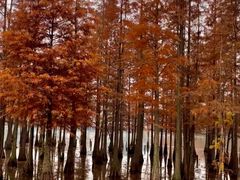 -白鹭湾湿地公园