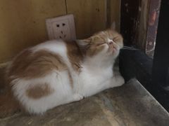 -猫咪博物馆(顶澳仔猫街店)