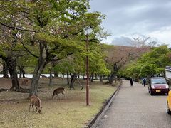 -奈良公园