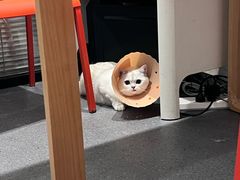 -伟伟宠物医院·CT影像中心·瑞派犬猫综合性门诊(汉口总院)
