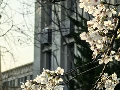 -武汉大学-樱园