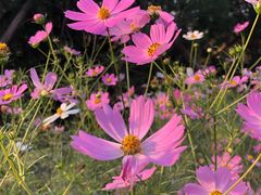 -回龙观体育文化公园