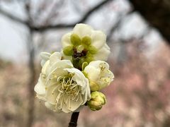-无锡梅园公园