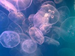 -左海海底世界