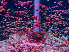 -海合安成都极地海洋公园
