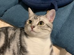 -屋虎猫馆(宝安大仟里店)
