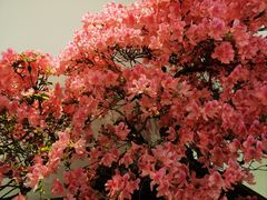 -上海滨江森林公园