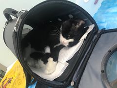 -纳吉亚猫专科动物诊疗中心(蒋宅口分院)