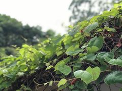 -鹅滋道(甘坑古镇店)