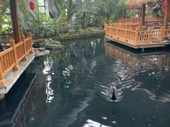 -南宫五洲植物乐园