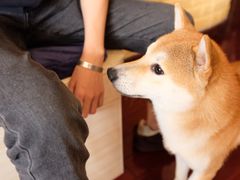 -喜柴咖啡·柴犬狗咖