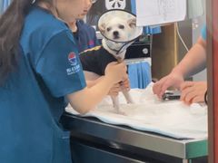 -东日国际动物医院·CT·心脏专科(桃源分院)