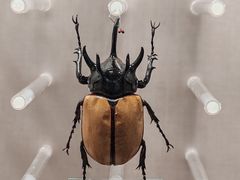 -国家自然博物馆