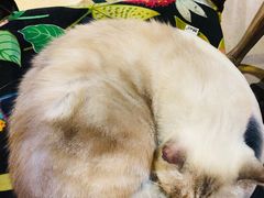 -猫色咖啡·猫咖