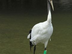 -盐城丹顶鹤湿地生态旅游区
