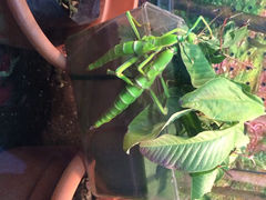 iphone_upload_pic-上海大自然野生昆虫馆