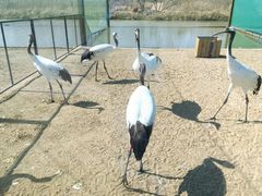 -盐城丹顶鹤湿地生态旅游区