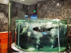 千岛湖胖头鱼-得尔乐大酒店(南塘店)