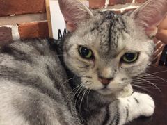 -猫友咖啡店(玉林西路店)