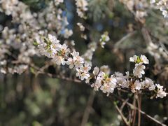 -帽儿山国家森林公园