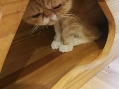 -more than meow吴止猫主题餐厅(承德 中船汇店)