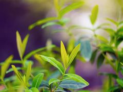 -西湖外事游船(花港观鱼码头)