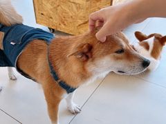 -怪兽屋·羊驼·猫咖·狗咖(俊华广场店)