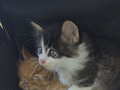 -达爱动物医院·犬猫分区·CT·复杂眼科(远洋山水分院)