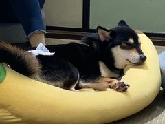 -逗柴咖啡屋·狗咖猫咖宠物桌游