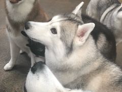 -TrueLove @ Neverland (Husky Cafe)