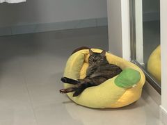 -嘉馨宠物医院·CT影像转诊·心脏科·犬猫全科诊疗中心(下沙大学城院区)