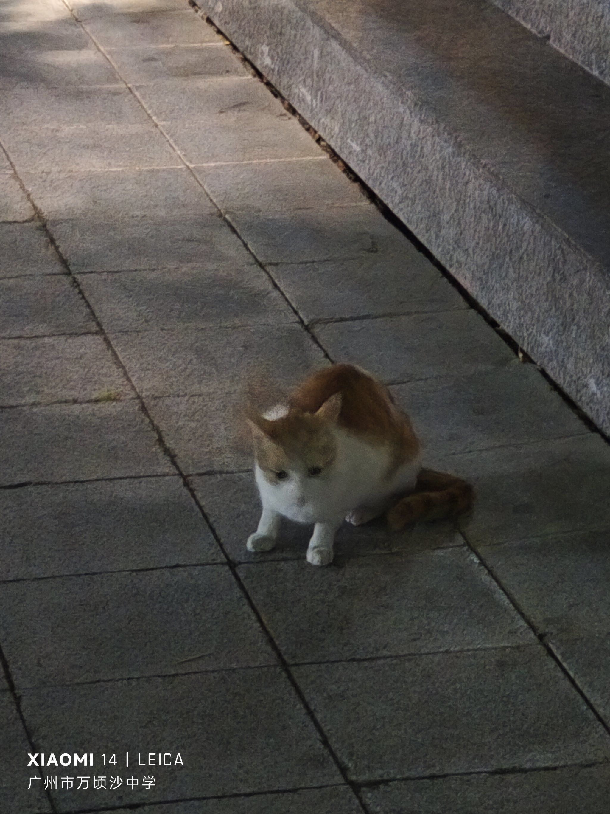 晚上散步遇到的小猫咪