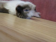 -猫咪咖啡店(新城大街店)