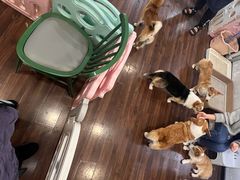 -柯斗斗主题餐厅·狗咖·围炉煮茶·茶饮(国瑞升平里店)