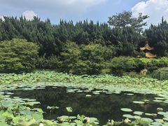 -嘉定紫藤园