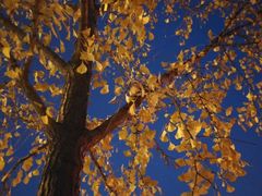 -大胖骨汤火锅(裕华店)