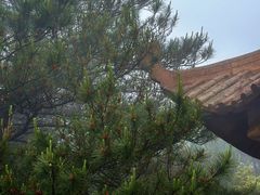 -玉苍山国家森林公园