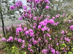 -雨花胜境