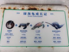 -广东惠东海龟国家级自然保护区