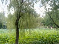 -莲湖公园